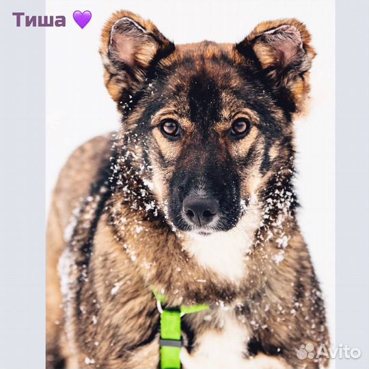 Тиша в добрые руки