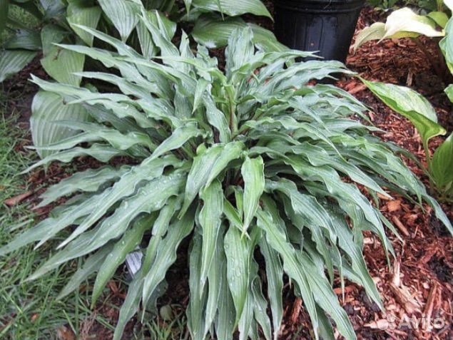 Хоста zucchini fries (цукини фрайз)