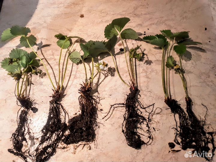 Клубника ремонтантная