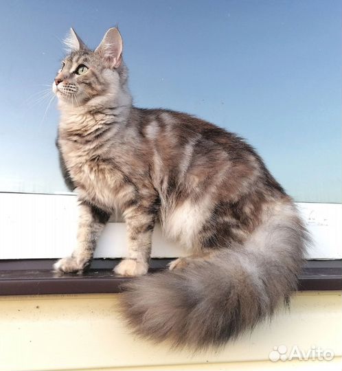 Котята мейн-кун