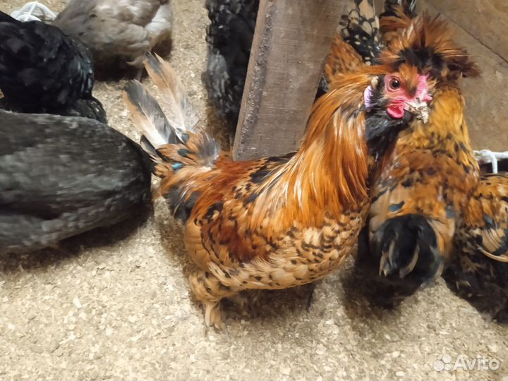 Молодые петушки