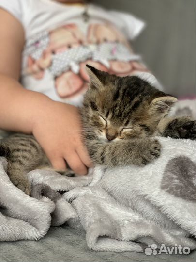 Котенок мальчик