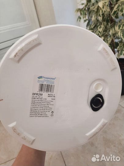 Фикус Белый красавец