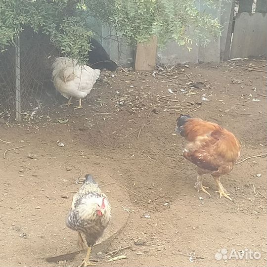 Молодые петухи