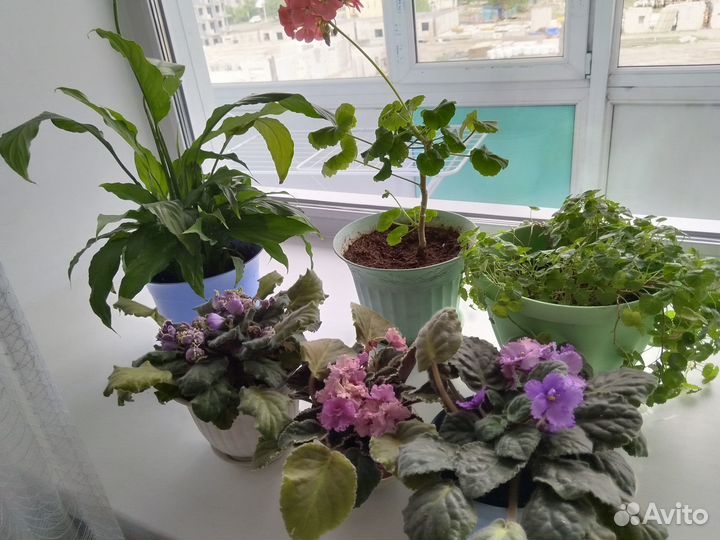 Комнатные цветы