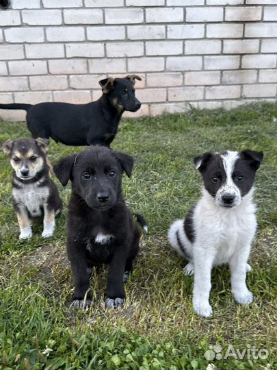 Щенки в добрые руки