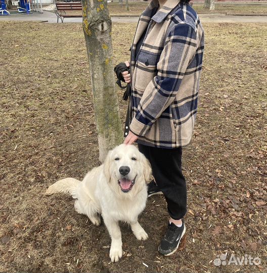 Выгул и передержка