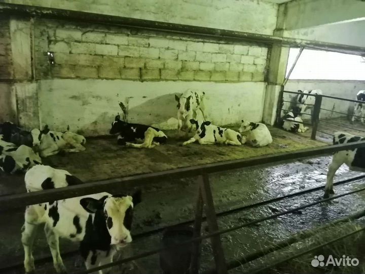 Породистые бычки телята