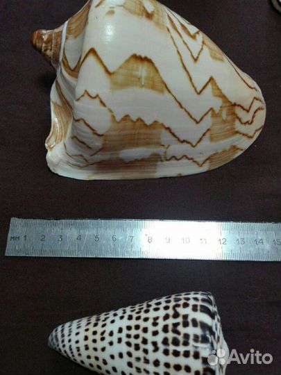 Большие ракушки океанические и морские, цена за вс