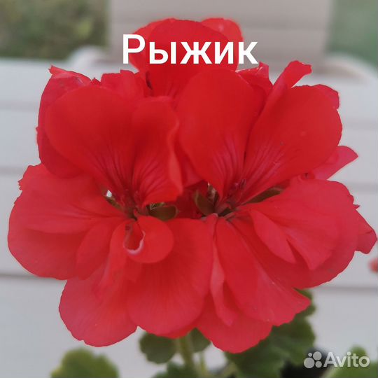 Пеларгония герань сортовая