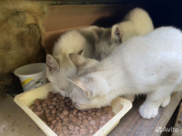 Тайские котята бесплатно