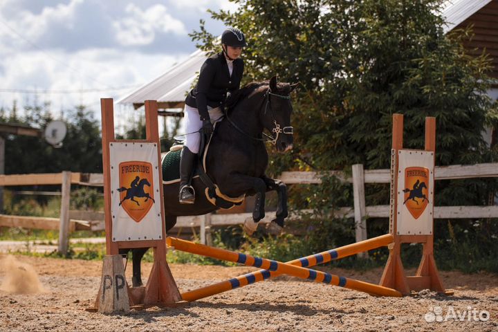 Предлагается в аренду лошадь