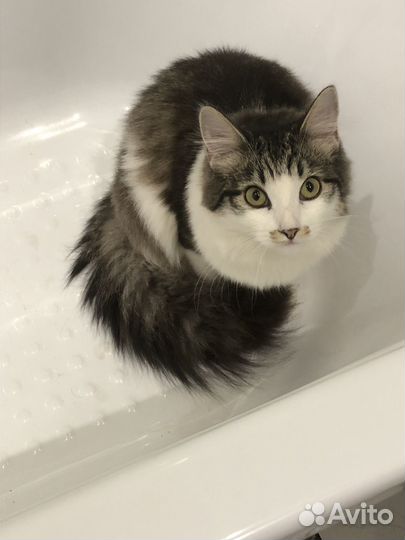 Кошка