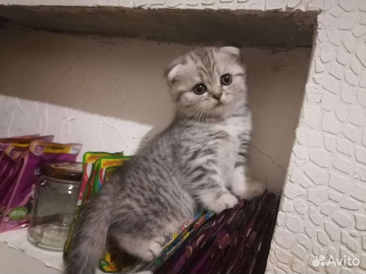 Вязка. Шотландский кот