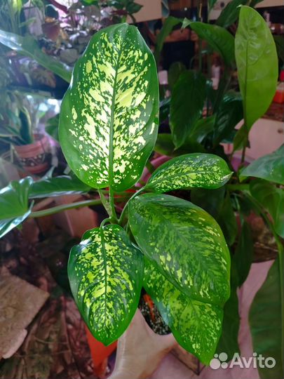 Диффенбахия