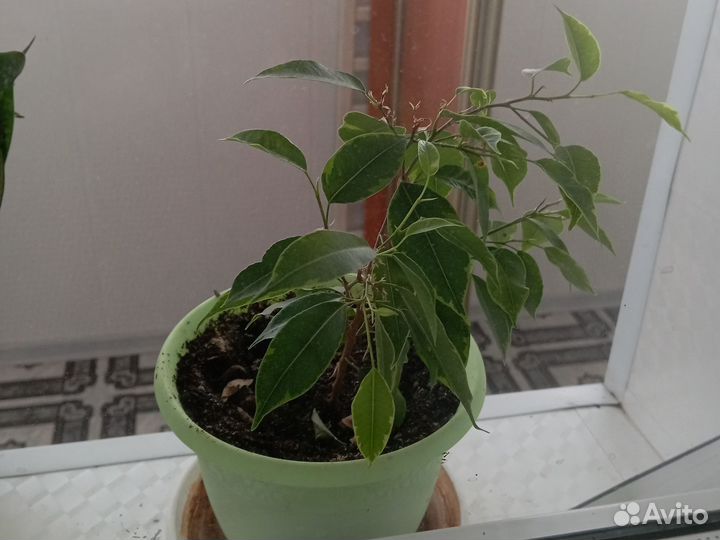 Фикус Бенджамина