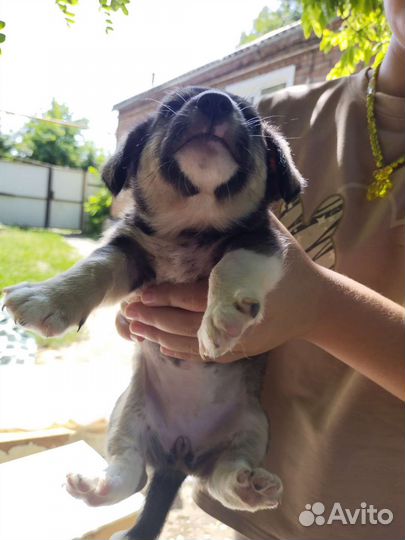 Собака в добрые руки щенок