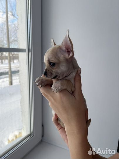 Чихуахуа мини