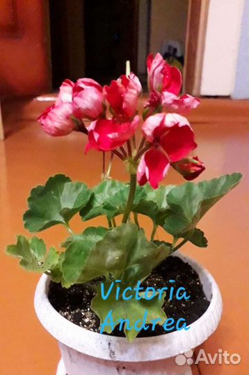 Пеларгония тюльпановидная