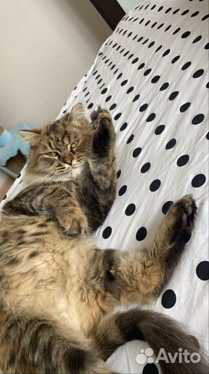 Кошка в добрые руки