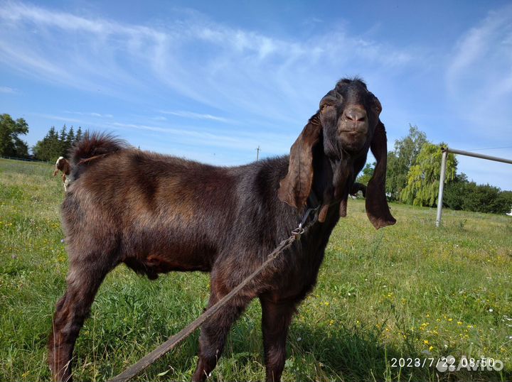 Козел на покрытие