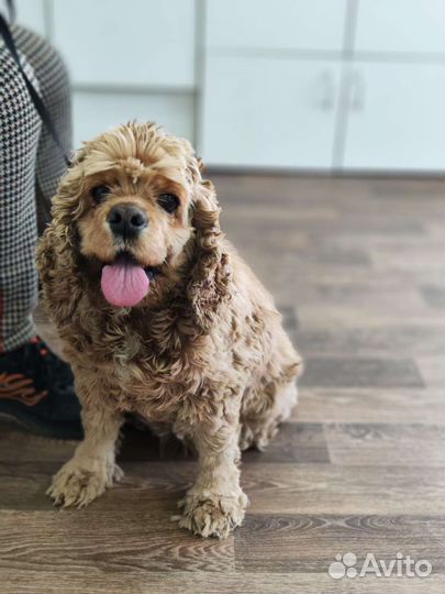 Кокер спаниель