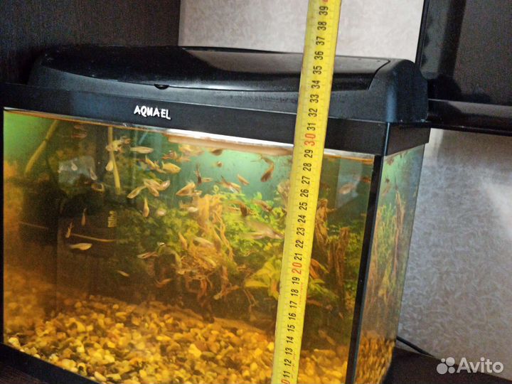 Аквариум с рыбками