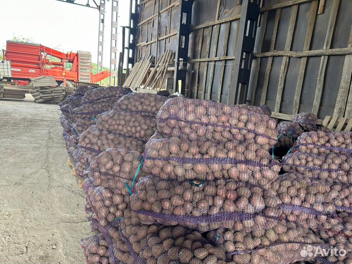 Продам картофель