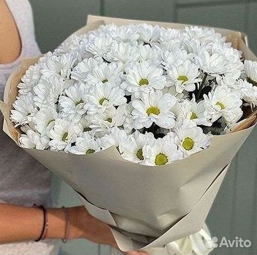 Хризантема Цветы Доставка