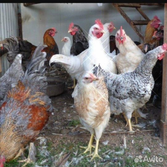 Петухи домашние
