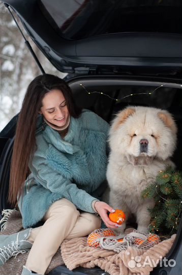 Чау-чау вязка