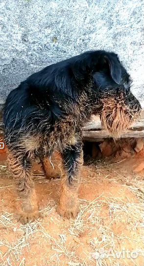 Вязка ягдтерьер