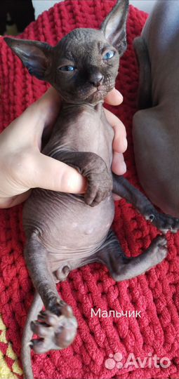 Канадский сфинкс котята