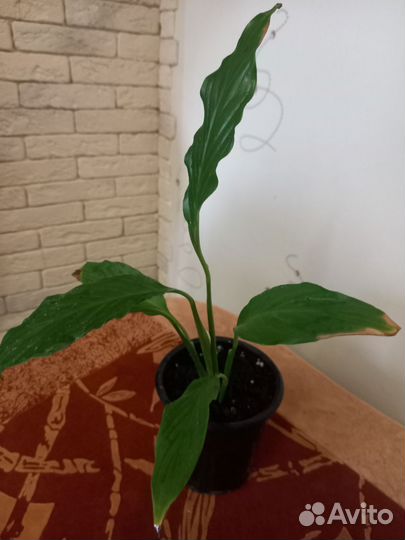 Спатифиллум на цвету