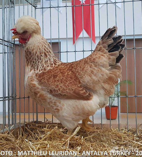 Русская хохлатая, Кучинская юбилейная, Плимутрок