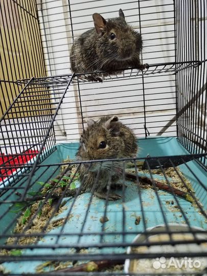 Чилийская белка дегу пара