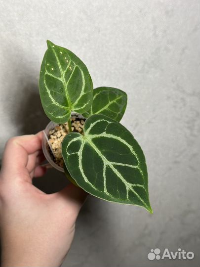 Антуриумы (гибриды)