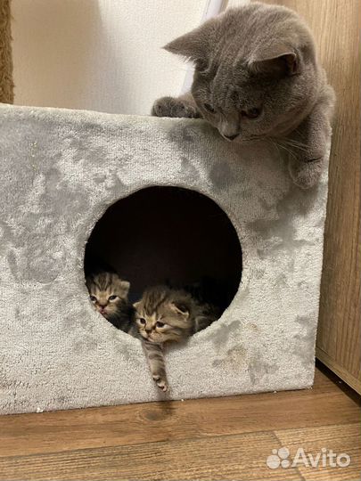 Вислоухие котята