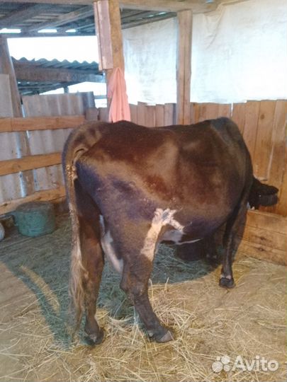 Корова первотелка