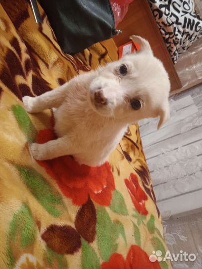 Щенок девочка Тая в добрые руки