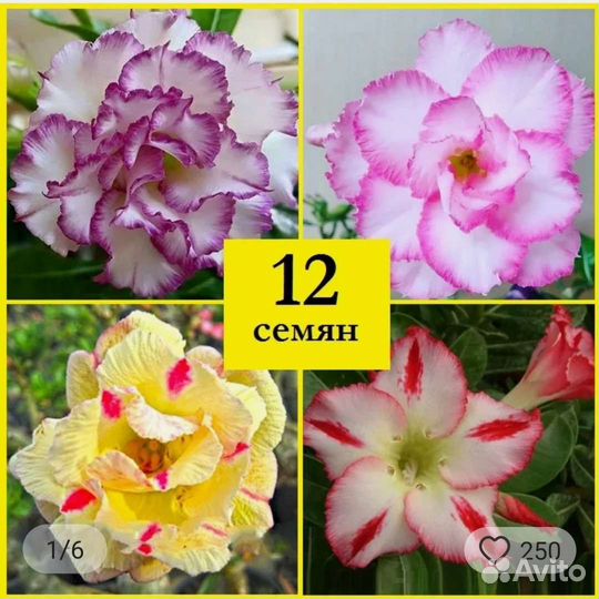 Адениум сеянцы