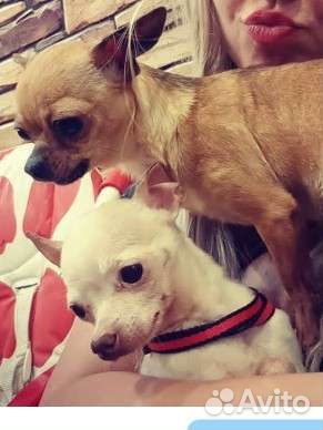 Чихуахуа super mini