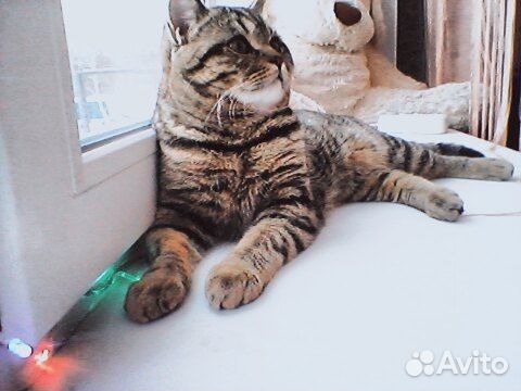 Вязка кота