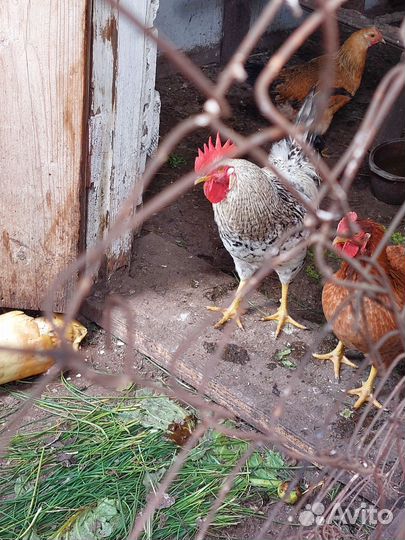 Петух молодой породы доминант
