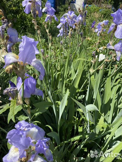 Ирис сортовой