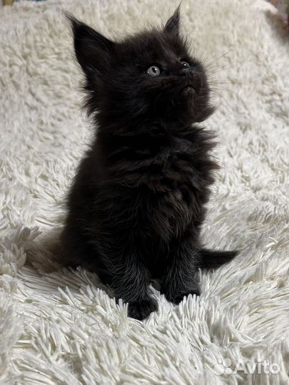 Котята мейн-кун