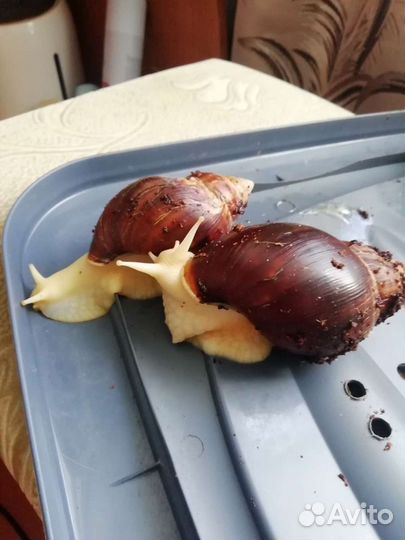 Улитки ахатины