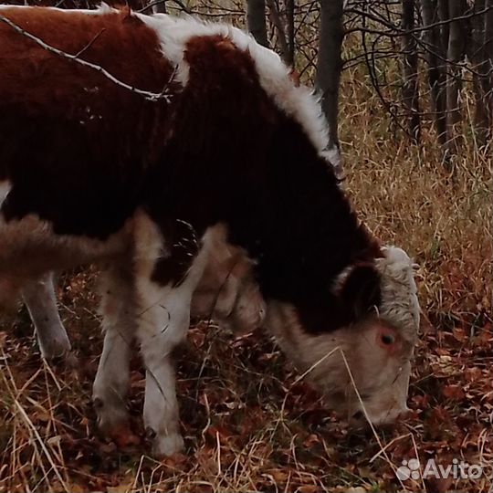 Бычки и быки