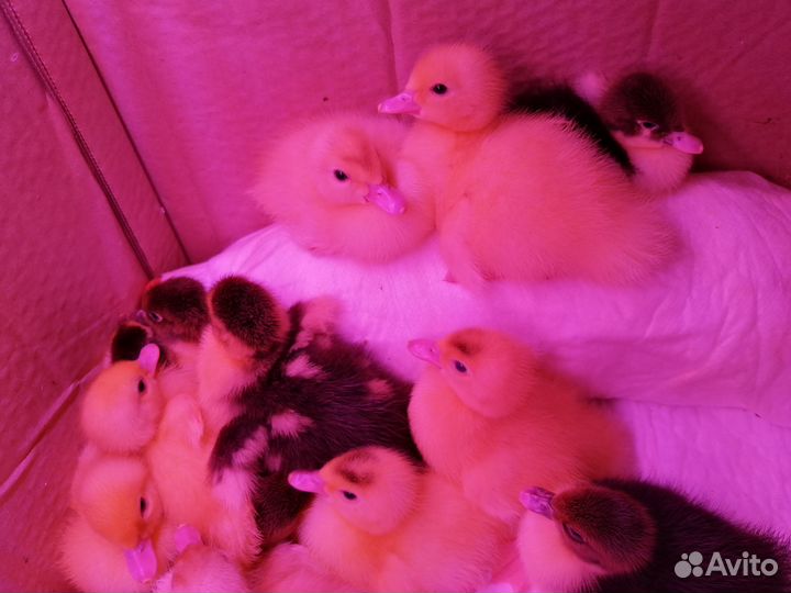 Утята мускусной утки, инкубационное яйцо