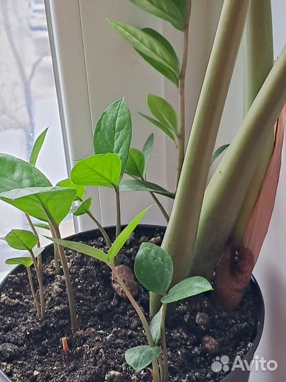 Замиокулькас